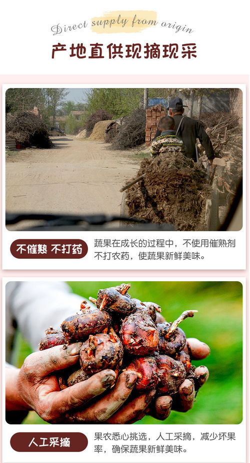 高原馬蹄脆甜，云南特產荸薺地梨的滋味與選購